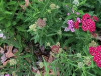 Yarrow, Summer Berries