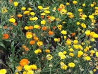 Pot Marigold, Pacific Beauties Mix