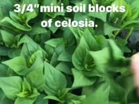 Celosia, Cockscomb, Chief Mix