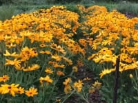 Black-Eyed Susan, Indian Summer