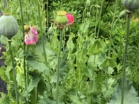 Poppy, Giant Pod