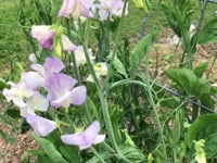 Sweet Pea, High Scent