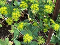 Bupleurum, Green Gold