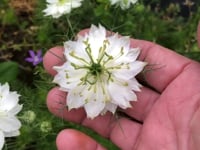 Love-in-a-Mist, Green Marbles