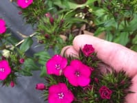 Sweet William, Amazon Lavender Magic