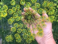 Dill, Bouquet