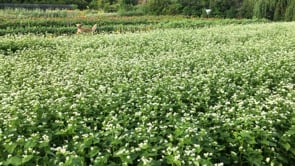 Cover Crop Seed, Organic Buckwheat*