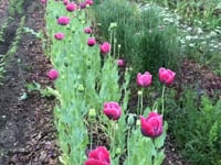 Poppy, Giant Pod