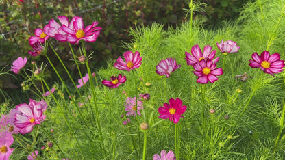 Cosmos, Double Click Violet Bicolor