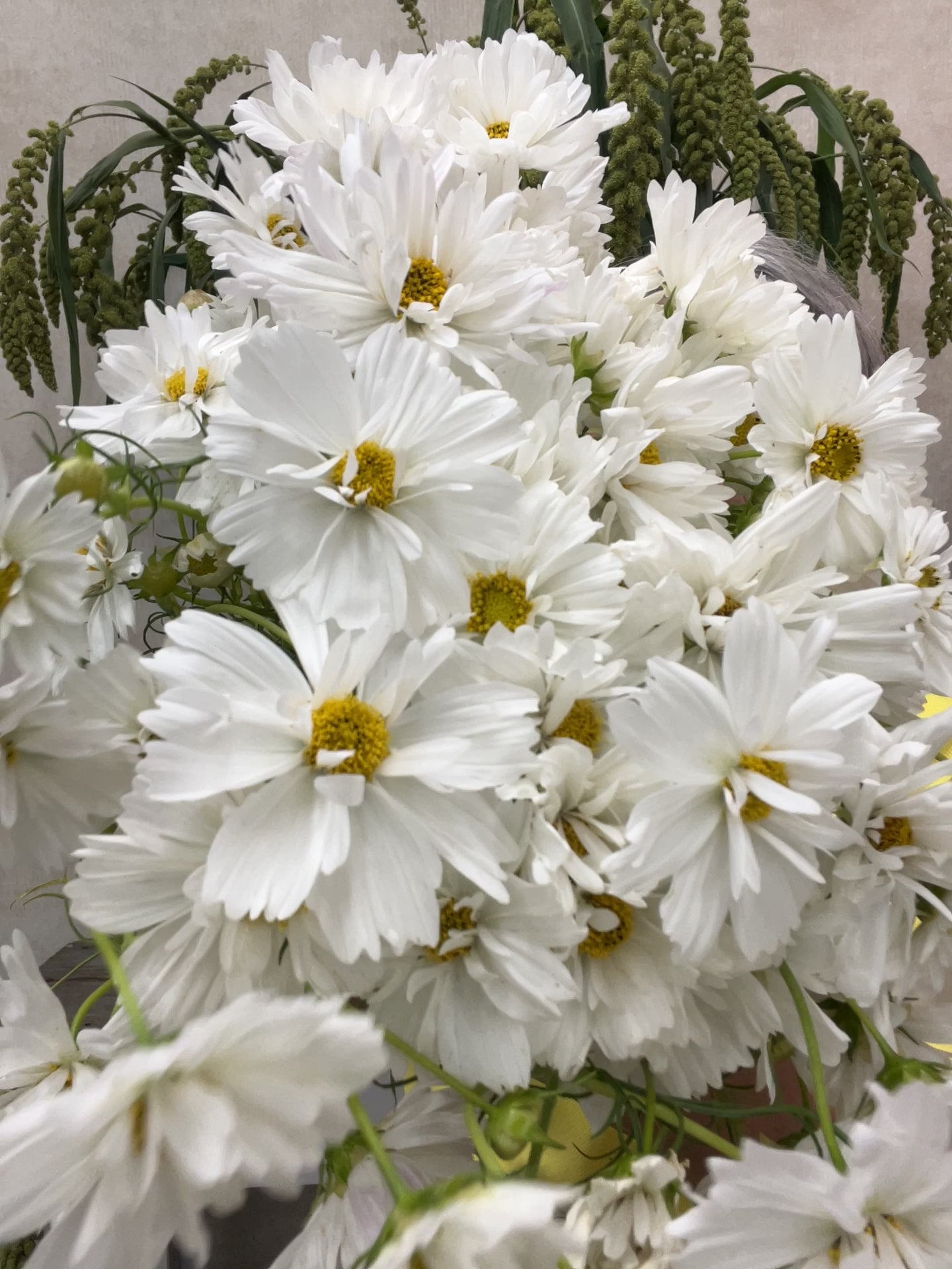Cosmos, Fizzy White – The Gardener's Workshop