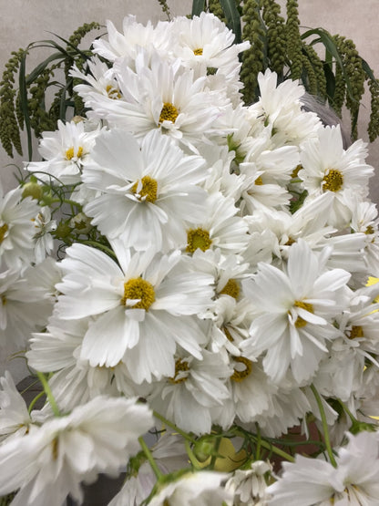 Cosmos, Fizzy White