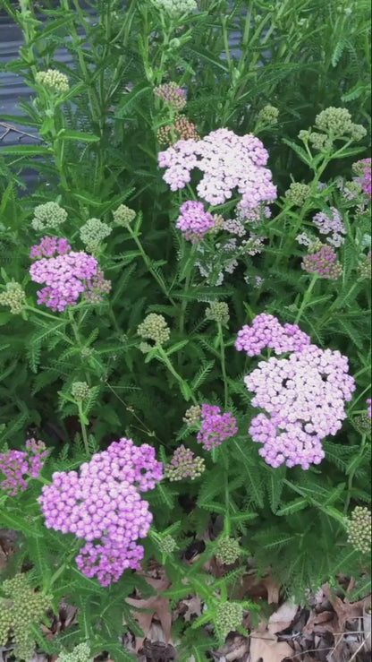 Yarrow, Summer™ Berries