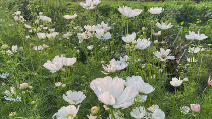 Cosmos, Afternoon White
