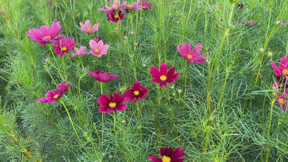 Cosmos, Rubenza