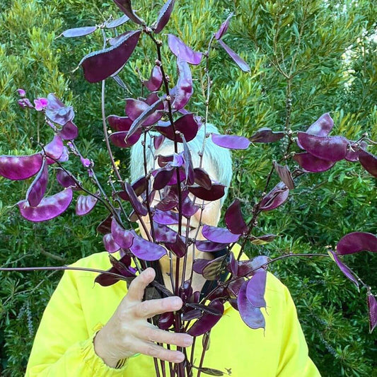 product Hyacinth bean