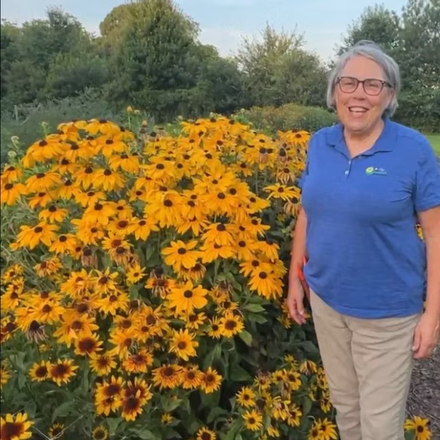 rudbeckia