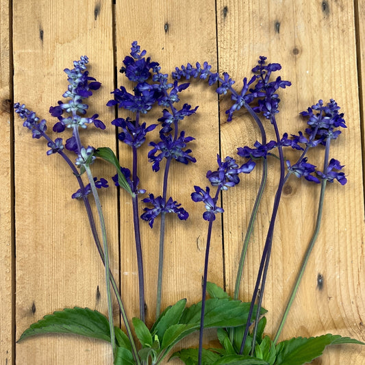 Salvia, Blue Bedder