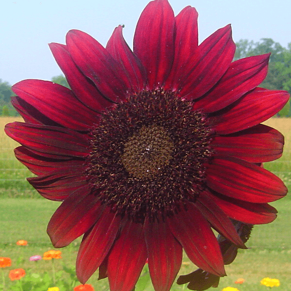 sunflower Moulin Rouge