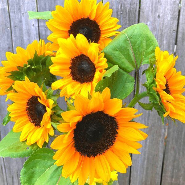 sunflower ProCut excel