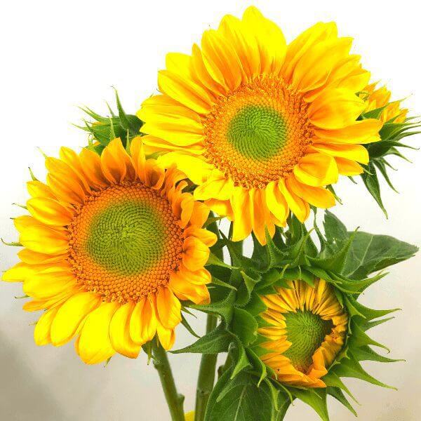 sunflower ProCut gold