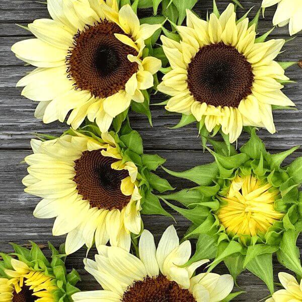 sunflower white nite