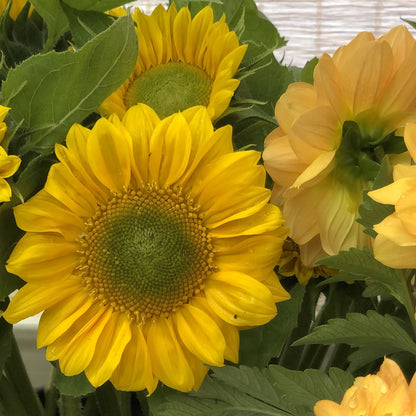 Sunflower, Sunrich Gold