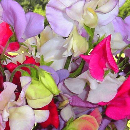 sweet pea royal mix