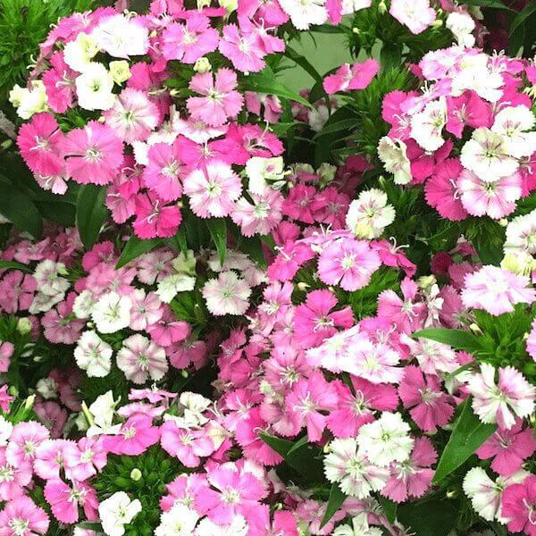 sweet william rose