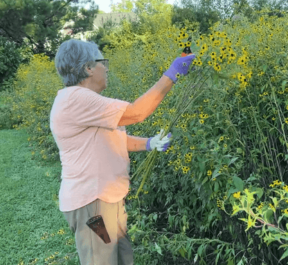 trilovia harvest