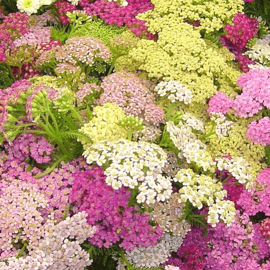 yarrow