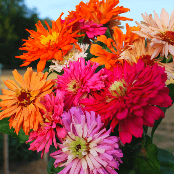 zinnia Cactus mix