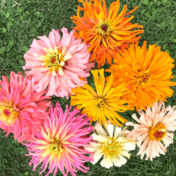 zinnia Cactus mix2