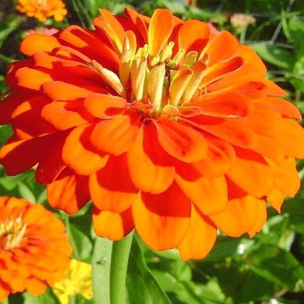 zinnia benary's orange