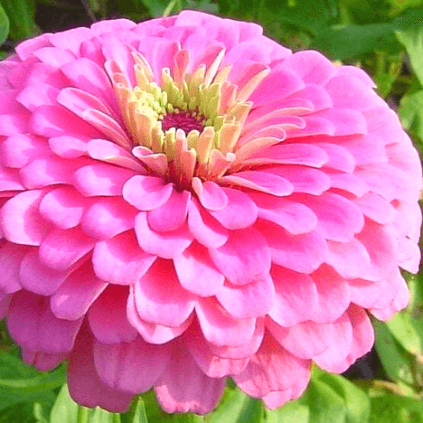 zinnia benary's pink