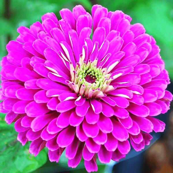 zinnia benary's purple