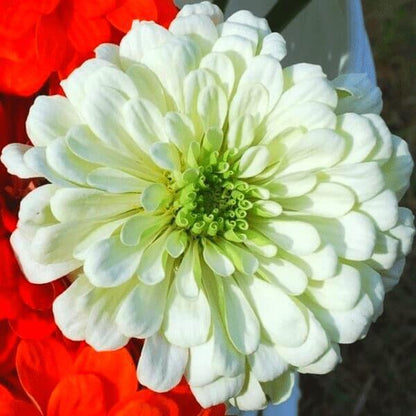 zinnia benary's white