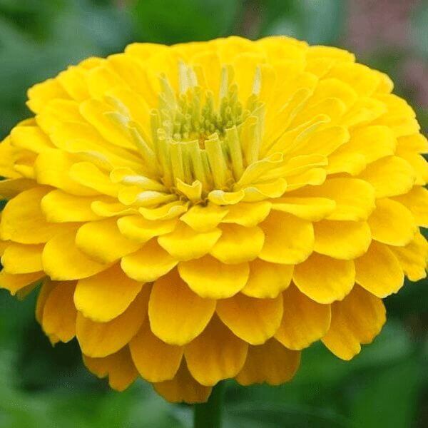 zinnia benary's yellow