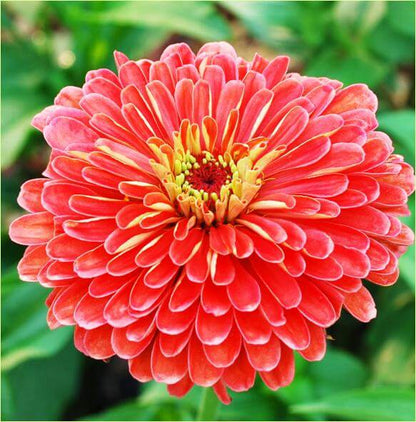 zinnia coral