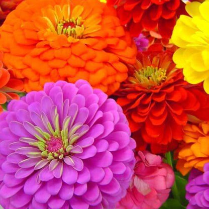 View zinnia video