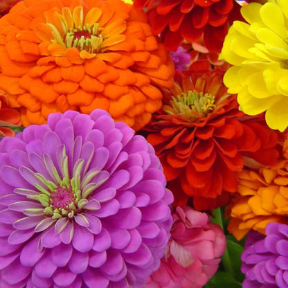 zinnias