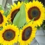 Seed, Sunflower, Sunbright