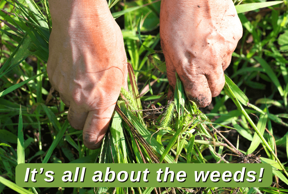 It’s all about the weeds!