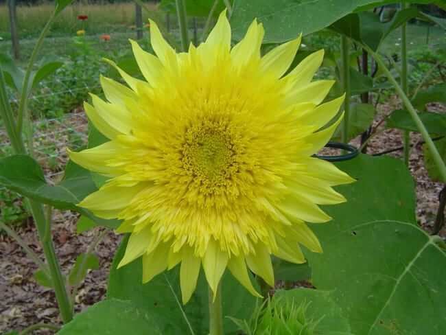 Seed Collection, Sunflower Garden