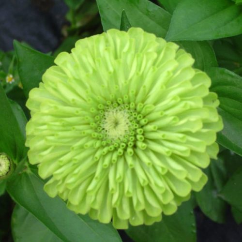 Seed, Zinnia, Queen Lime Green