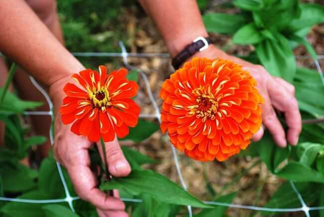 Seed, Zinnia, Benary's Giants Orange