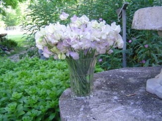 High Scent Sweet Peas