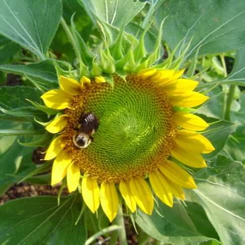 Seed, Sunflower, Sunrich Gold
