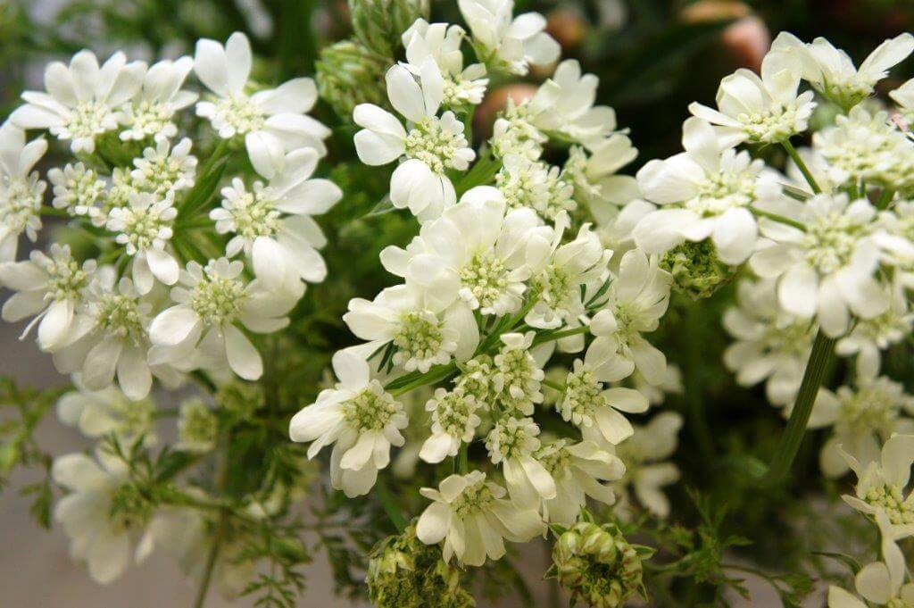 New for us this season, Candytuft(1)
