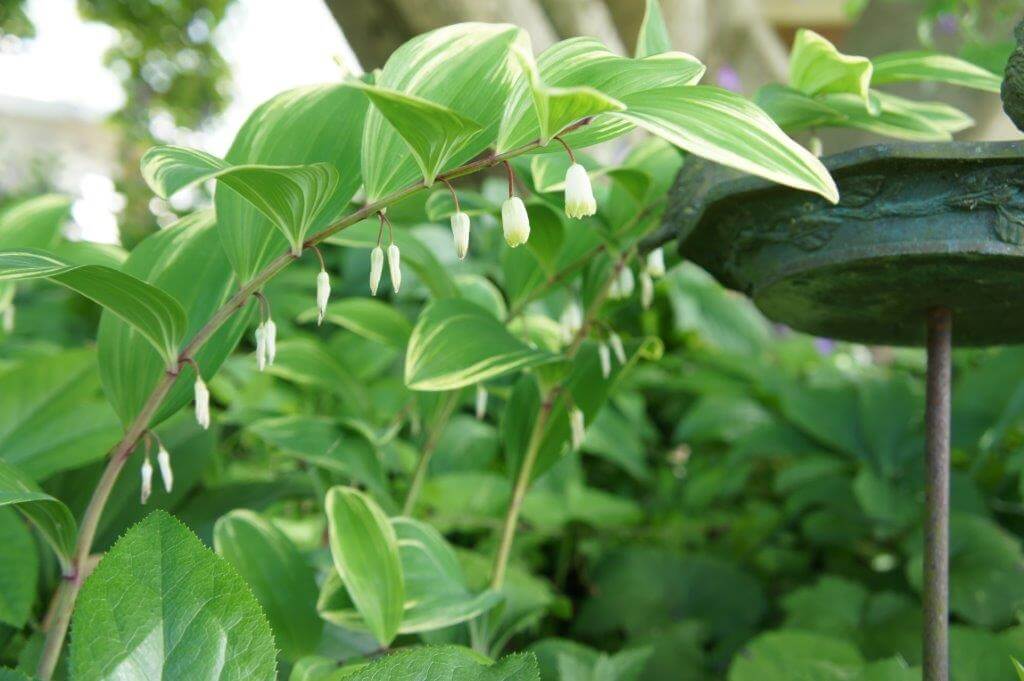 Solomon's seal springs forth in the shade garden