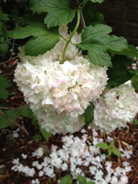 snowball bush turning pink